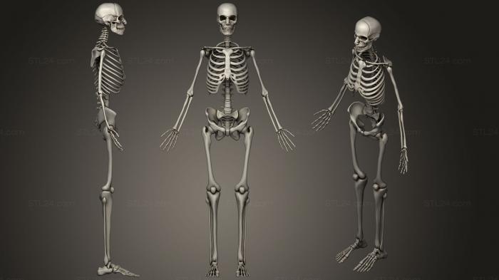 Анатомия скелеты и черепа (Скелет мужской костной системы, ANTM_0865) 3D модель для ЧПУ станка