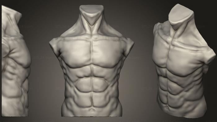 Анатомия скелеты и черепа (Холодильник для мужского торса, ANTM_0869) 3D модель для ЧПУ станка
