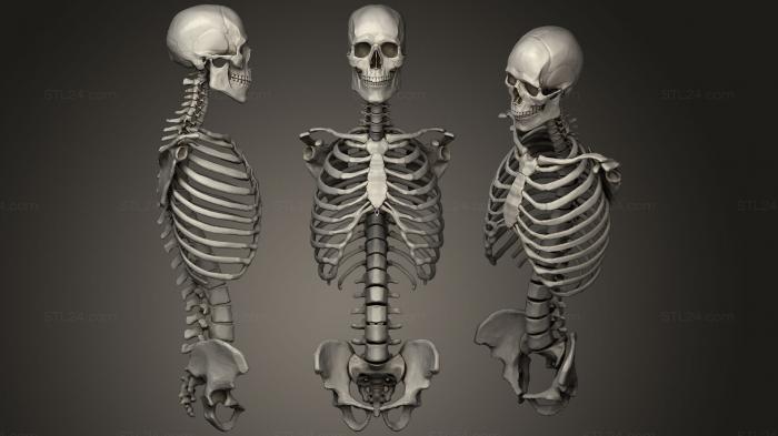 Anatomy of skeletons and skulls (March17 Torso Study Full Skeletal Torso, ANTM_0888) 3D models for cnc