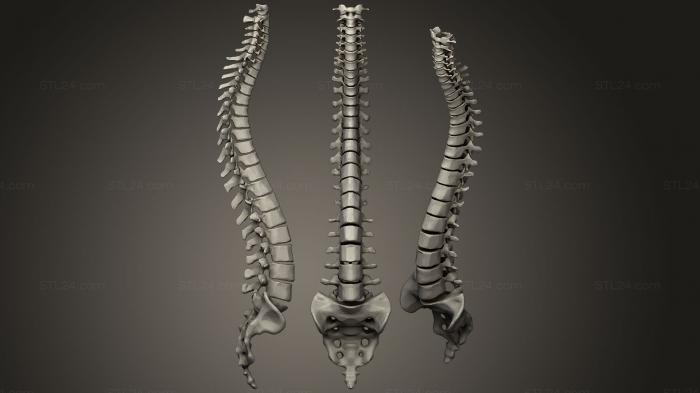 Анатомия скелеты и черепа (Позвоночник, ANTM_0889) 3D модель для ЧПУ станка