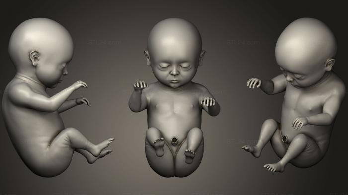 Anatomy of skeletons and skulls (Month 9 Human embryonic baby stages, ANTM_0907) 3D models for cnc
