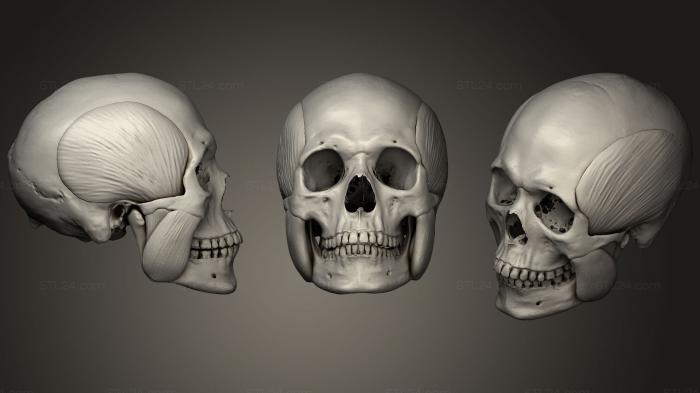 Анатомия скелеты и черепа (Жевательные мышцы, ANTM_0911) 3D модель для ЧПУ станка
