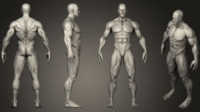 Anatomy of skeletons and skulls (Muscular Human Anatomy Human base, ANTM_0914) 3D models for cnc