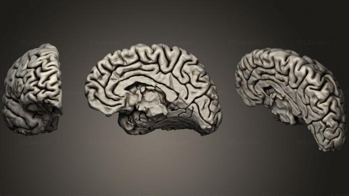Анатомия скелеты и черепа (Нейроанатомия коры головного мозга, ANTM_0920) 3D модель для ЧПУ станка