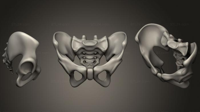Анатомия скелеты и черепа (Тазовый скелет Таза, ANTM_0933) 3D модель для ЧПУ станка