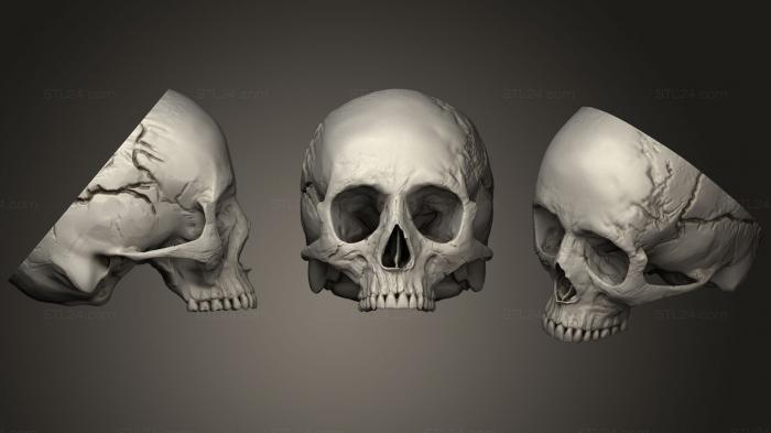 Анатомия скелеты и черепа (Процентильный мужской человеческий череп, ANTM_0935) 3D модель для ЧПУ станка