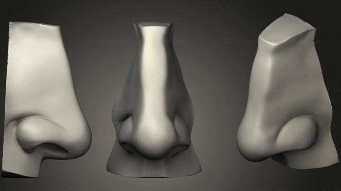 Anatomy of skeletons and skulls (Planes of The Nose Davids Nose1, ANTM_0939) 3D models for cnc