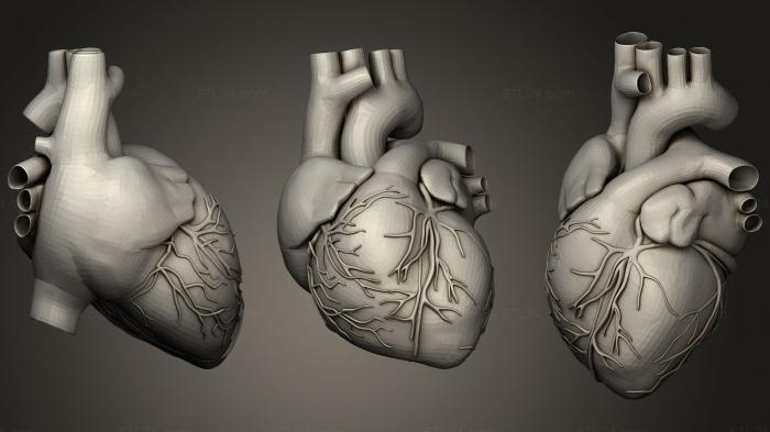 Анатомия скелеты и черепа (Реалистичное Человеческое Сердце, ANTM_0973) 3D модель для ЧПУ станка