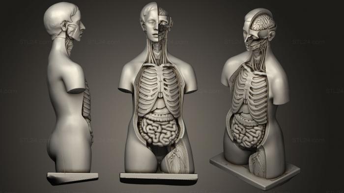 Анатомия скелеты и черепа (Реплика del tronco Реплика багажника, ANTM_0978) 3D модель для ЧПУ станка