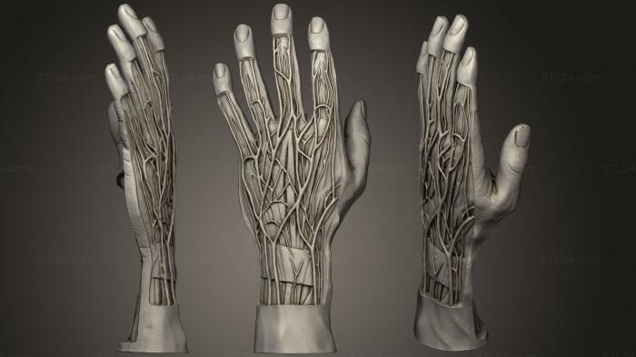 Анатомия скелеты и черепа (Реплика Мано Ручная Реплика, ANTM_0979) 3D модель для ЧПУ станка