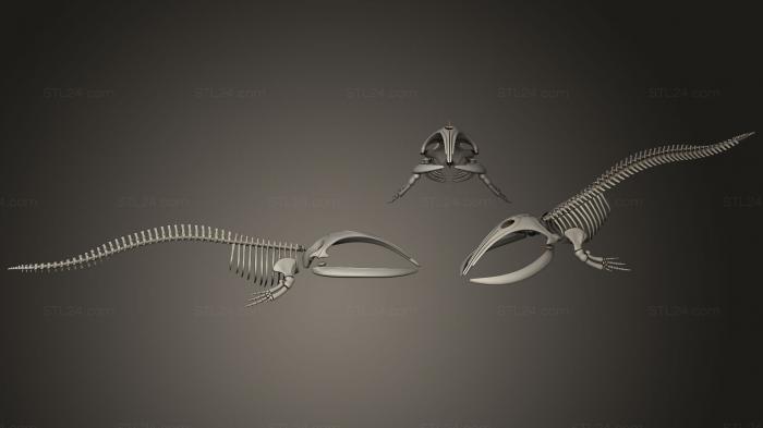 Anatomy of skeletons and skulls (Right Whale Skeleton, ANTM_0980) 3D models for cnc
