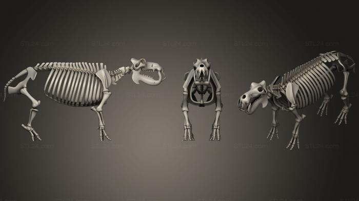 Anatomy of skeletons and skulls (River Horse Skeleton, ANTM_0981) 3D models for cnc