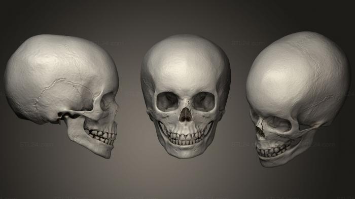 Анатомия скелеты и черепа (Череп Ребенка кавказского происхождения, ANTM_1036) 3D модель для ЧПУ станка