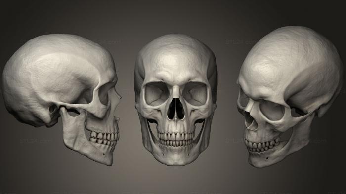 Анатомия скелеты и черепа (Череп уничтожен, ANTM_1037) 3D модель для ЧПУ станка