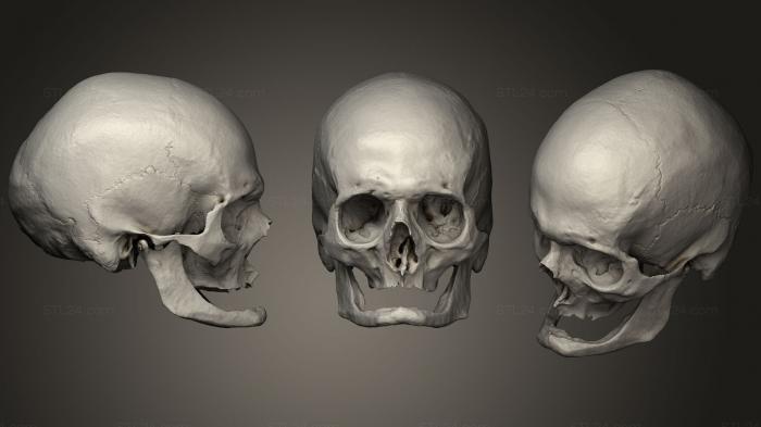 Anatomy of skeletons and skulls (Skull Elderly Caucasian, ANTM_1038) 3D models for cnc