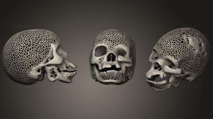 Anatomy of skeletons and skulls (Skull Facial Malformation Voronoi, ANTM_1039) 3D models for cnc