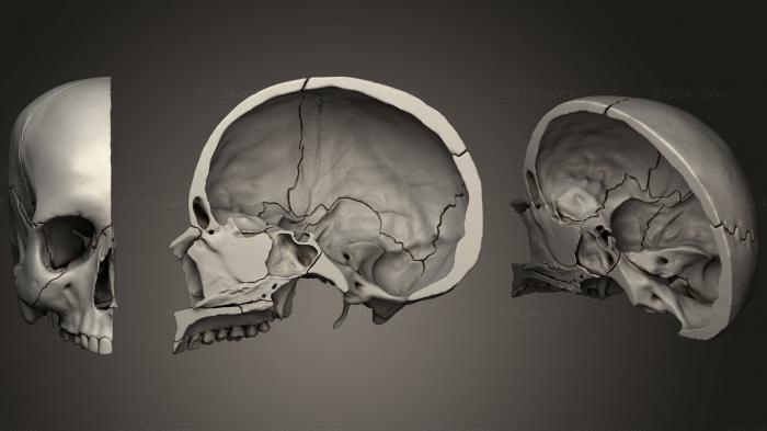 Анатомия скелеты и черепа (Средне- сагиттальный отдел черепа, ANTM_1042) 3D модель для ЧПУ станка