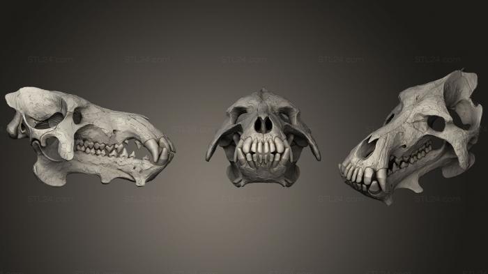 Анатомия скелеты и черепа (Череп Daeodon Shoshonensis Entelodonte, ANTM_1043) 3D модель для ЧПУ станка