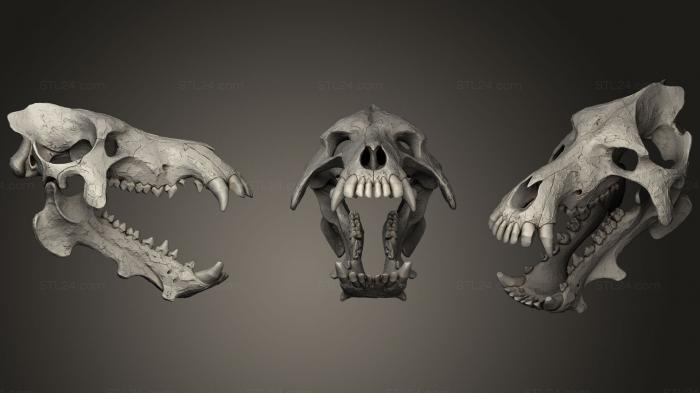 Anatomy of skeletons and skulls (Skull of Daeodon Shoshonensis Entelodonte 2, ANTM_1044) 3D models for cnc