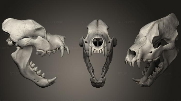 Анатомия скелеты и черепа (Череп динозавра гигантского, ANTM_1045) 3D модель для ЧПУ станка