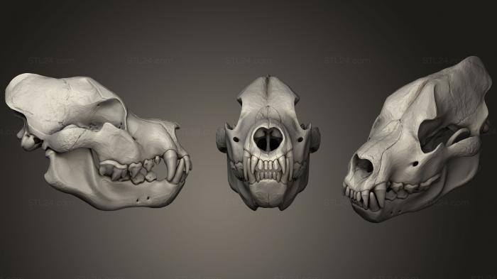 Anatomy of skeletons and skulls (Skull of Dinocrocuta Gigantea38, ANTM_1046) 3D models for cnc