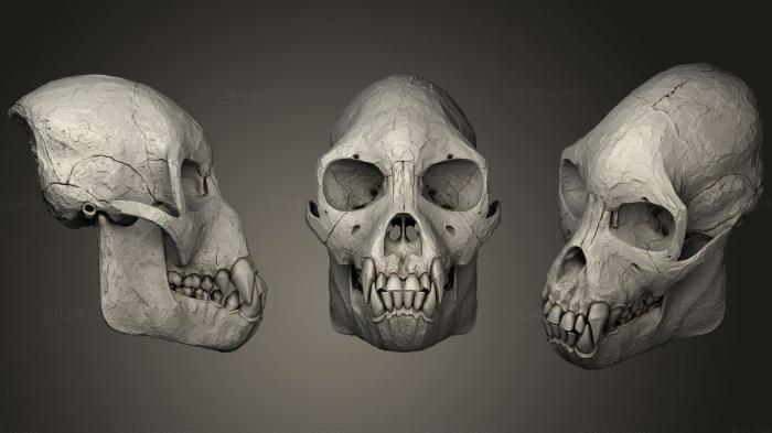Анатомия скелеты и черепа (Череп женщины- проконсула Африканского, ANTM_1047) 3D модель для ЧПУ станка