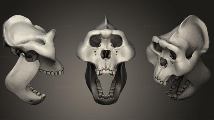 Анатомия скелеты и черепа (Череп гигантопитека, ANTM_1048) 3D модель для ЧПУ станка