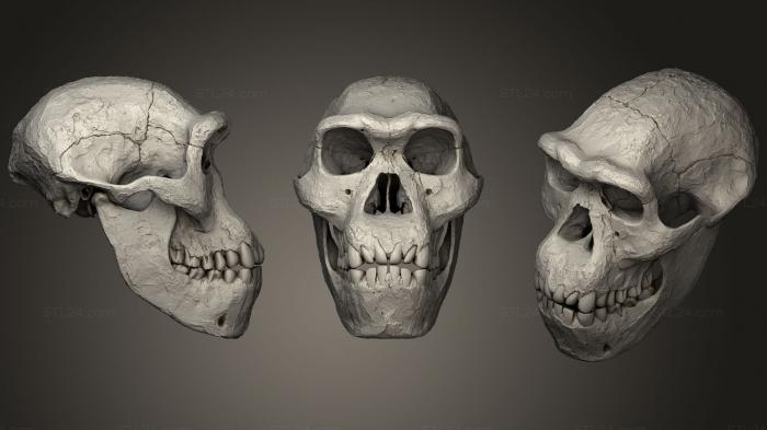 Anatomy of skeletons and skulls (Skull of Homo Erectus Dmanisi, ANTM_1049) 3D models for cnc