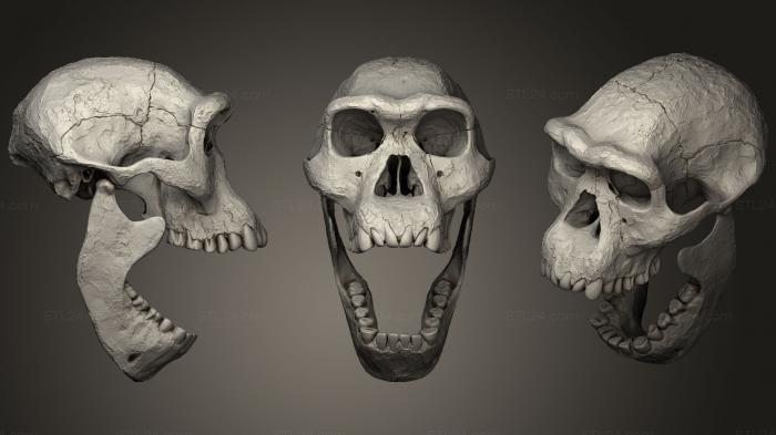 Anatomy of skeletons and skulls (Skull of Homo Erectus Dmanisi39, ANTM_1050) 3D models for cnc