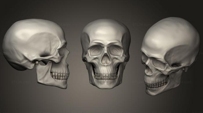 Skull Sculpting Practice 3