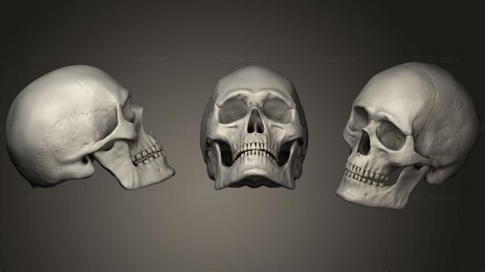 Анатомия скелеты и черепа (Череп скелет человеческой головы, ANTM_1055) 3D модель для ЧПУ станка