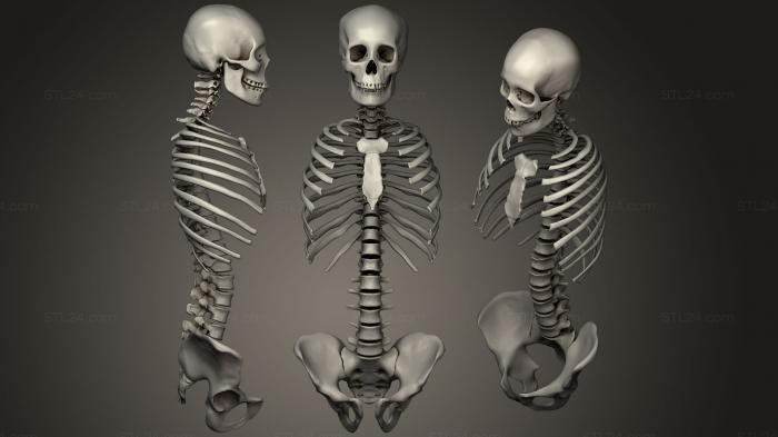Anatomy of skeletons and skulls (Skull spine ribs and pelvic bones, ANTM_1056) 3D models for cnc