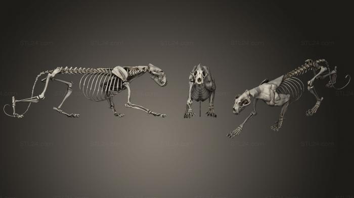 Анатомия скелеты и черепа (Анатомия Суматранского тигра, ANTM_1095) 3D модель для ЧПУ станка
