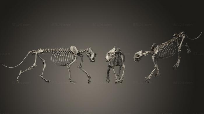 Анатомия скелеты и черепа (Скелет Суматранского тигра, ANTM_1096) 3D модель для ЧПУ станка