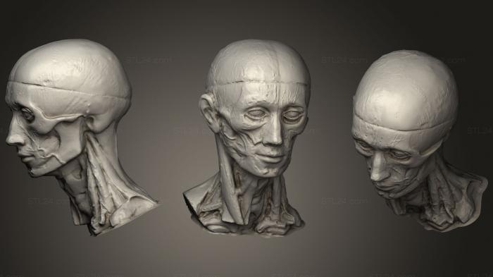 Анатомия скелеты и черепа (Височная ветвь лицевого нерва, ANTM_1112) 3D модель для ЧПУ станка