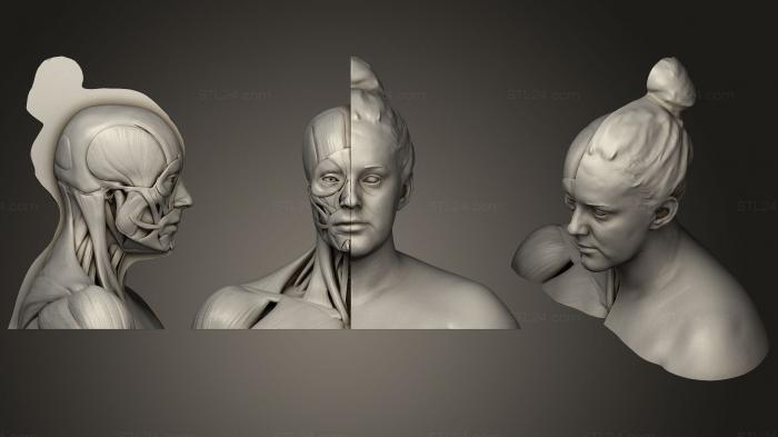 Анатомия скелеты и черепа (Анатомия человека, ANTM_1114) 3D модель для ЧПУ станка