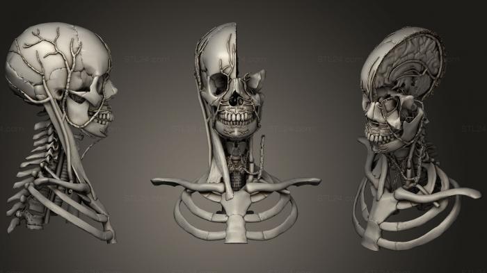 Анатомия скелеты и черепа (Венозная система головы и шеи, ANTM_1118) 3D модель для ЧПУ станка