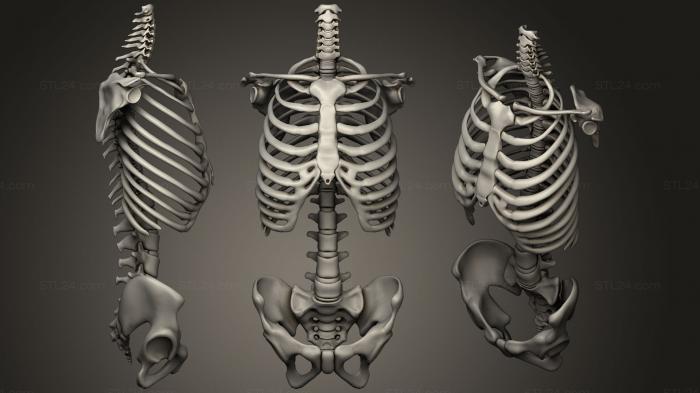 Скелет туловища Костная система