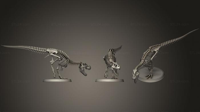 Анатомия скелеты и черепа (Скелет тираннозавра, ANTM_1139) 3D модель для ЧПУ станка