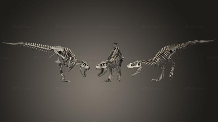 Анатомия скелеты и черепа (Скелет трицератопа тираннозавра 1, ANTM_1140) 3D модель для ЧПУ станка