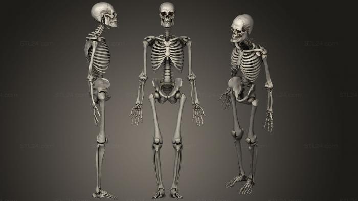 Анатомия скелеты и черепа (Скелет взрослого Мужчины 1, ANTM_1155) 3D модель для ЧПУ станка