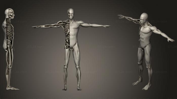 Анатомия скелеты и черепа (Анатомия Анимация Вскрытия Человеческого тела Runing100, ANTM_1161) 3D модель для ЧПУ станка