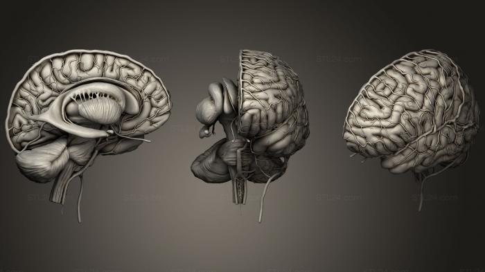 Анатомия скелеты и черепа (Анатомия человеческого мозга, ANTM_1165) 3D модель для ЧПУ станка