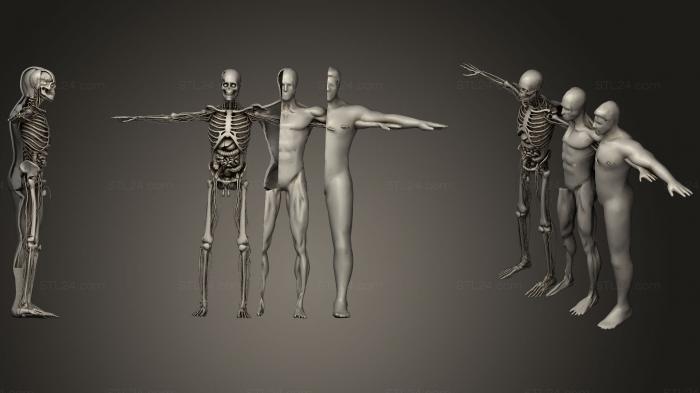 Анатомия скелеты и черепа (Запуск анимационных анатомических систем вскрытия, ANTM_1167) 3D модель для ЧПУ станка