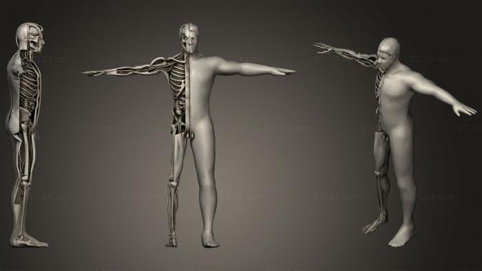 Анатомия скелеты и черепа (Анимационное вскрытие мужских анатомических систем, ANTM_1168) 3D модель для ЧПУ станка