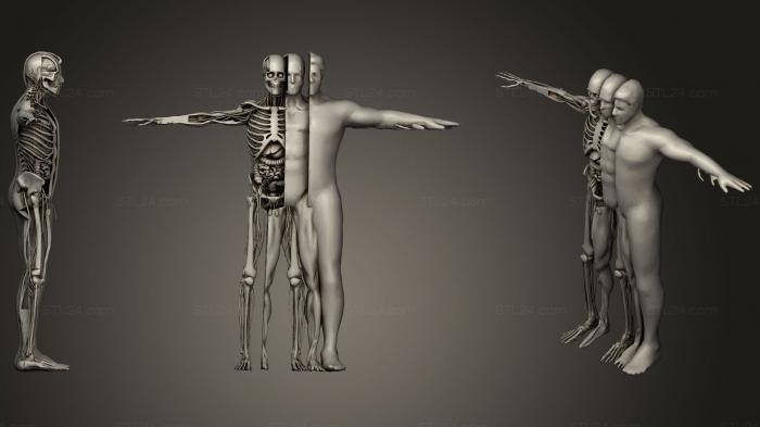 Анатомия скелеты и черепа (Анимационное вскрытие Мужской анатомической Системы20, ANTM_1169) 3D модель для ЧПУ станка