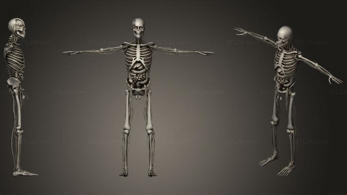 Анимация Запуска систем анатомии скелета