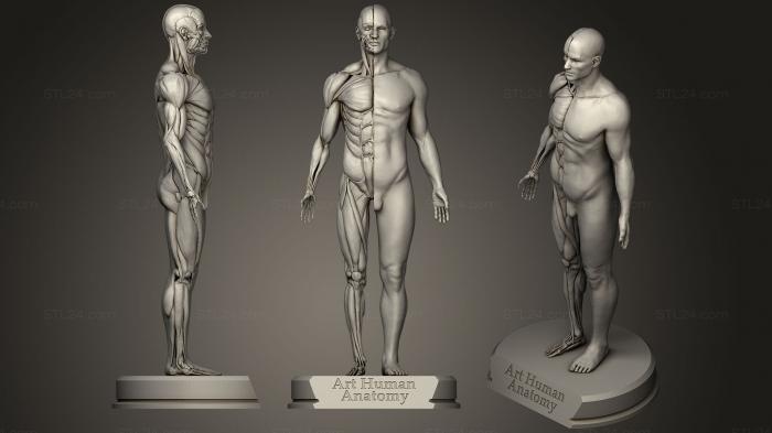 Анатомия скелеты и черепа (Художественная Анатомия человека мужчина, ANTM_1172) 3D модель для ЧПУ станка