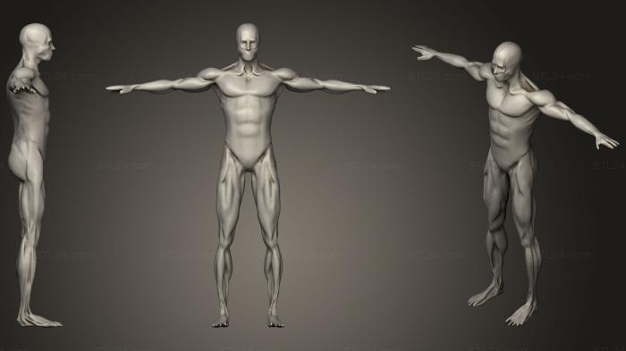 Anatomy of skeletons and skulls (Breathing Idle Animation Anatomy Muscle, ANTM_1180) 3D models for cnc