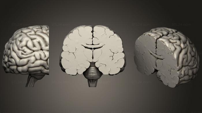 Анатомия скелеты и черепа (Корональный разрез глубоких структур головного мозга, ANTM_1185) 3D модель для ЧПУ станка
